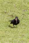 Blackbird, Millport, Great Cumbrae