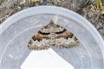 Flame Carpet Moth, Leadburn Community Woodland