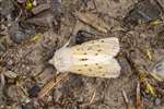 White Ermine Moth, Leadburn Community Woodland
