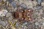 Broom Moth, Leadburn Community Woodland