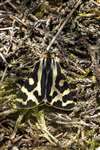 Wood Tiger Moth, Leadburn Community Woodland