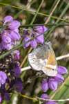 Large Heath butterfly on Cross-leaved Heath, Leadburn Community Woodland