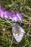 Large Heath butterfly on Cross-leaved Heath, Leadburn Community Woodland