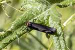 Red-necked Footman Moth, Leadburn Community Woodland