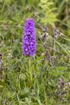Common Spotted Orchid or a hybrid, Great Cumbrae