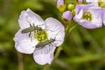 Oedemera lurida beetle on Lady's Smock, Castlemilk Park