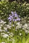 Bluebells and Wild Garlic, Castlemilk Park