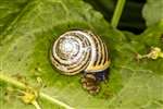Brown-lipped Snail, Castlemilk Park