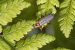 Grey Sailor Beetle (Cantharis nigricans), RSPB Loch Lomond