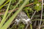 Common Carpet Moth, RSPB Loch Lomond