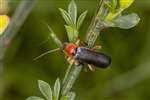 Soldier Beetle (Cantharis pellucida),  RSPB Loch Lomond