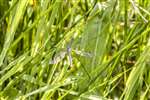 Long-palped Cranefly, RSPB Loch Lomond