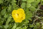 Globe Flower, RSPB Loch Lomond