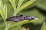 Click Beetle, RSPB Loch Lomond