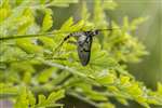 Common Mayfly, RSPB Loch Lomond