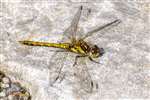 Female Common Darter dragonfly, Inver, Jura