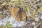 Meadow Brown butterfly, Inver, Jura