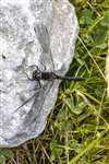 Black Darter dragonfly, Inver, Jura