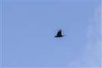 Raven in flight, Inver, Jura
