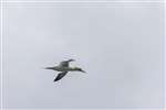 Northern Gannet from the Islay ferry