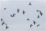Bar-tailed godwits landing, Musselburgh