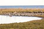 Bar-tailed godwits, Musselburgh