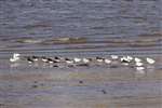 Black-headed gulls and Oystercatchers, Boden Boo