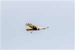 Marsh Harrier soaring, Leighton Moss
