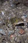 Common frog - Glasgow University Wildlife Garden pond