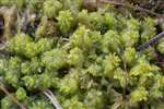 Feathery Bog Moss at White Moss, North Ayrshire