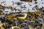 Grey Wagtail, Ardmore Point