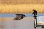 Cormorant in flight, Loch Spynie 