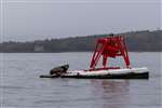 Grey Seal on a buoy in the Firth of Forth