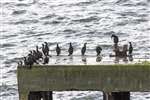 Shags roosting on a wartime pier, Inchmickery