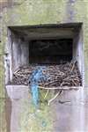 Shag nest in wartime building, Inchmickery