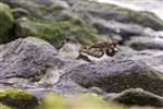 Purple Sandpipers and Turnstone on Inchmickery