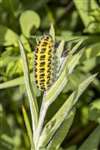 6-Spot Burnet Moth caterpillar at Malls Mire Community Woodland, Glasgow