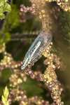 Green Lacewing at Malls Mire Community Woodland, Glasgow