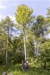 GNHS members and European Aspen at Malls Mire Community Woodland, Glasgow