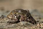 Pair of Common toads, Bufo bufo, in amplexus, Mugdock Country Park