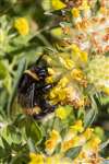 Buff-tailed Bumblebee on Kidney Vetch at Hamiltonhill Claypits, Glasgow