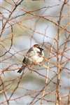 Male House Sparrow at Cromdale