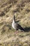 Greylag Goose, Insh Marshes