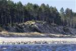 Colony of Common Seals and Grey Seals at the mouth of River Findhorn
