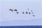 Common Scoters over the Moray Firth
