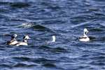 Long-tailed Ducks off Burghead