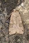 Dotted Clay moth  at the Howietown Heritage and Nature Sanctuary, Old Sauchie