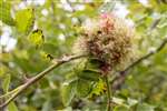 Robin's Pincushion gall at the Howietown Heritage and Nature Sanctuary, Old Sauchie