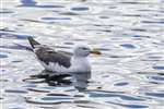 Herring Gull, Hogganfield Loch, Glasgow