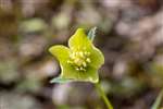 Green Hellebore flower, Warburg